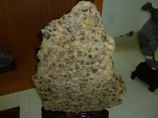 Fossil of the Shell of the Star