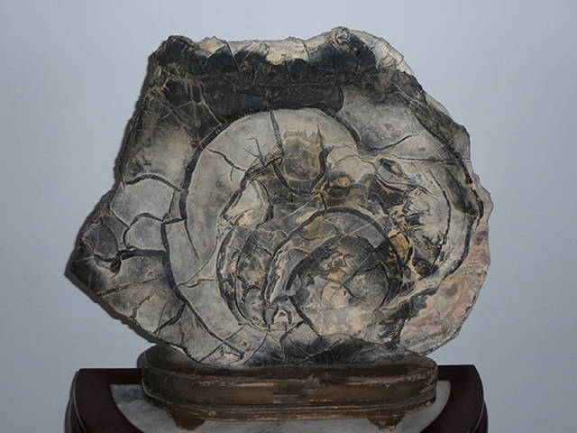 Coiling Dragon Lingbi Stone